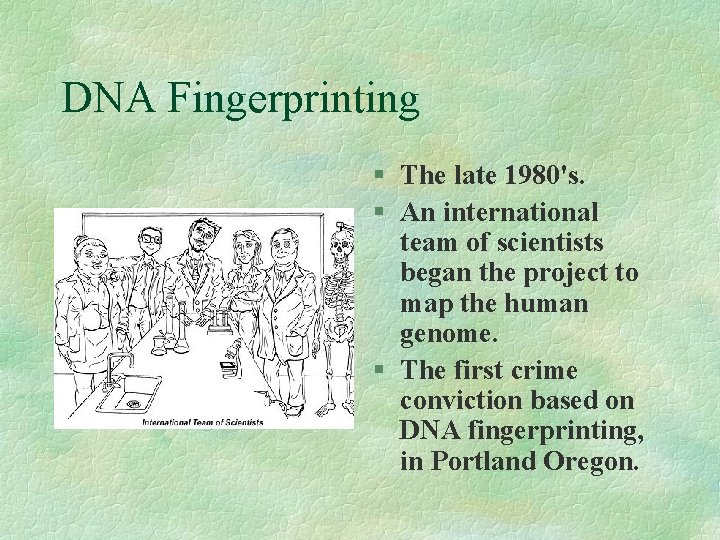 DNA Fingerprinting § The late 1980's. § An international team of scientists began the