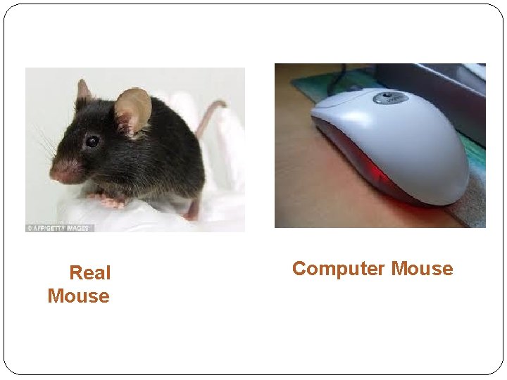 Real Mouse Computer Mouse 