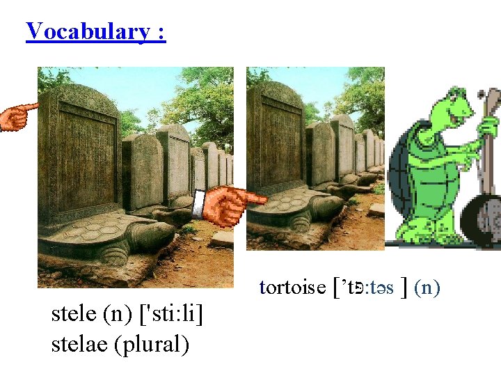 Vocabulary : stele (n) ['sti: li] stelae (plural) tortoise [’t פּ : təs ]