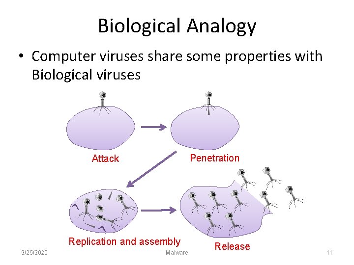 Biological Analogy • Computer viruses share some properties with Biological viruses Penetration Attack Replication