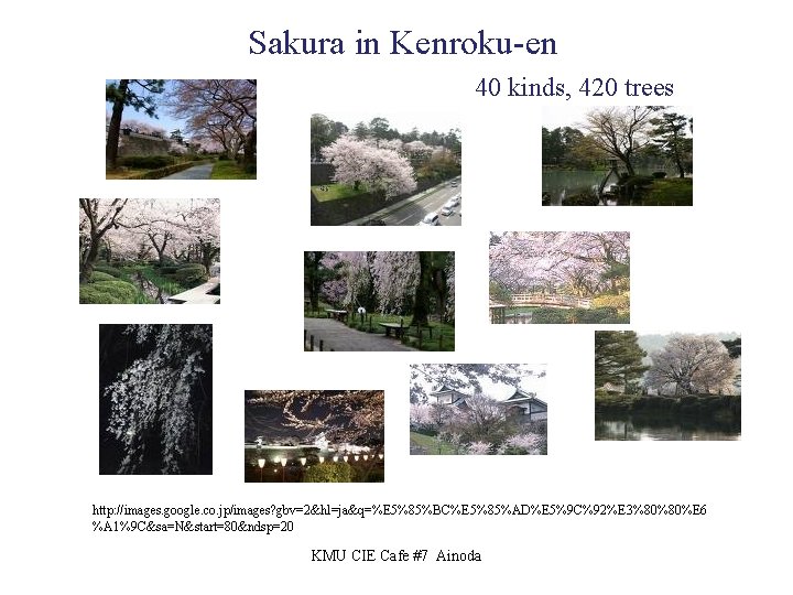 Sakura in Kenroku-en 　　　 40 kinds, 420 trees http: //images. google. co. jp/images? gbv=2&hl=ja&q=%E