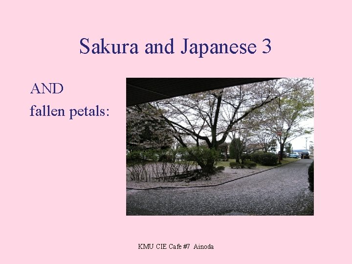 Sakura and Japanese 3 AND fallen petals: KMU CIE Cafe #7 Ainoda 
