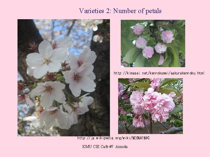 Varieties 2: Number of petals http: //kimassi. net/kenrokumei/sakurakenroku. html http: //ja. wikipedia. org/wiki/%E 6%A