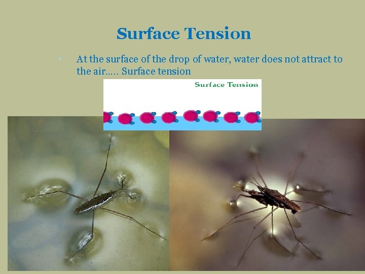 Surface Tension • At the surface of the drop of water, water does not