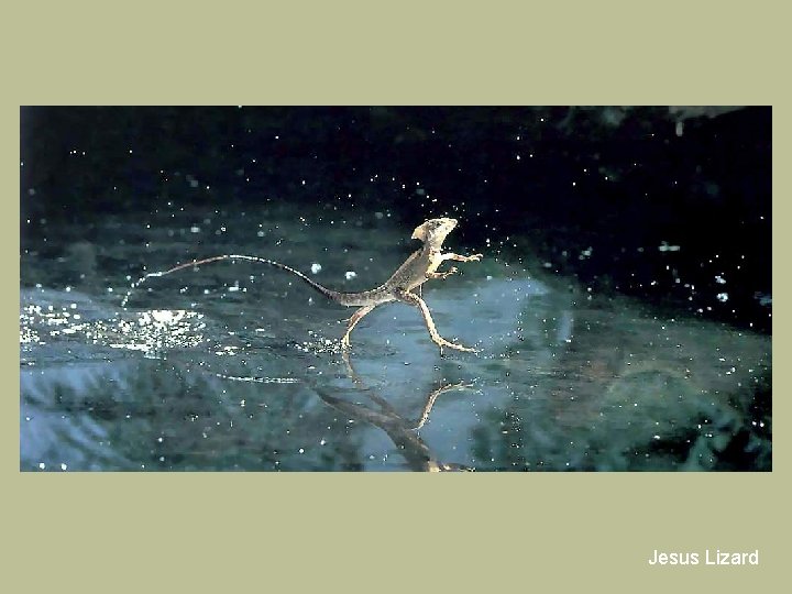 Jesus Lizard 