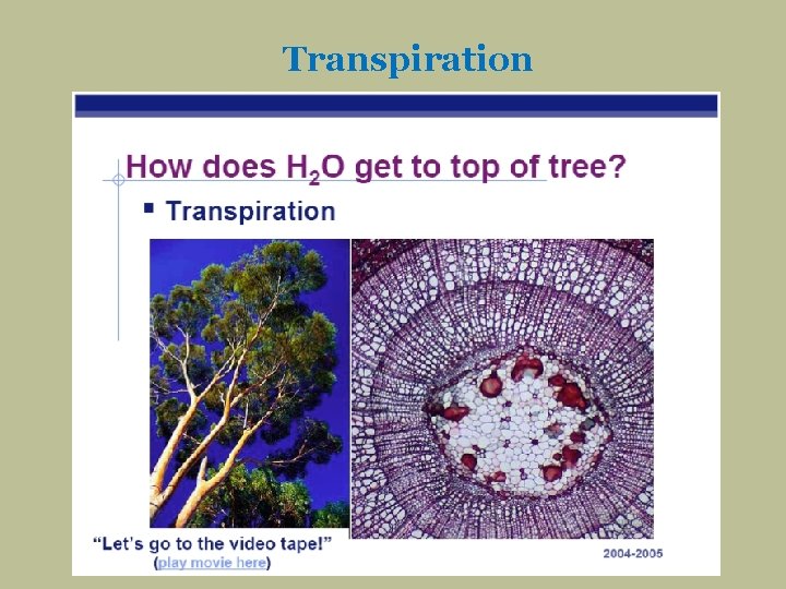 Transpiration 