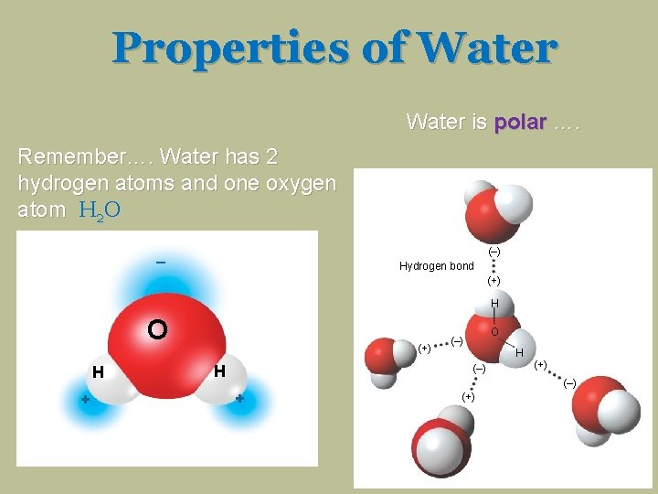 Properties of Water is polar …. Remember…. Water has 2 hydrogen atoms and one