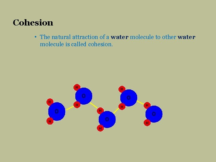 Cohesion • The natural attraction of a water molecule to other water molecule is