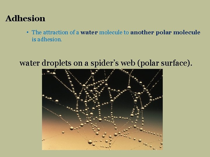 Adhesion • The attraction of a water molecule to another polar molecule is adhesion.