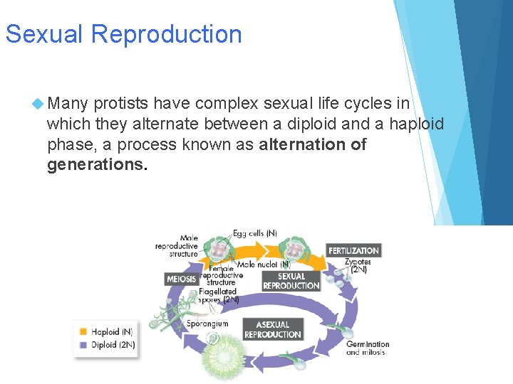 Sexual Reproduction Many protists have complex sexual life cycles in which they alternate between