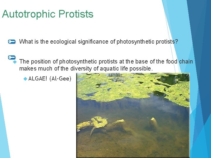 Autotrophic Protists What is the ecological significance of photosynthetic protists? The position of photosynthetic