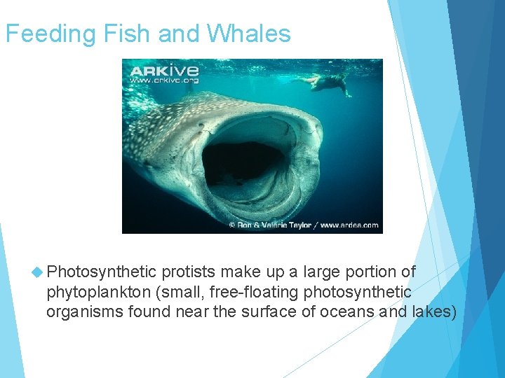 Feeding Fish and Whales Photosynthetic protists make up a large portion of phytoplankton (small,