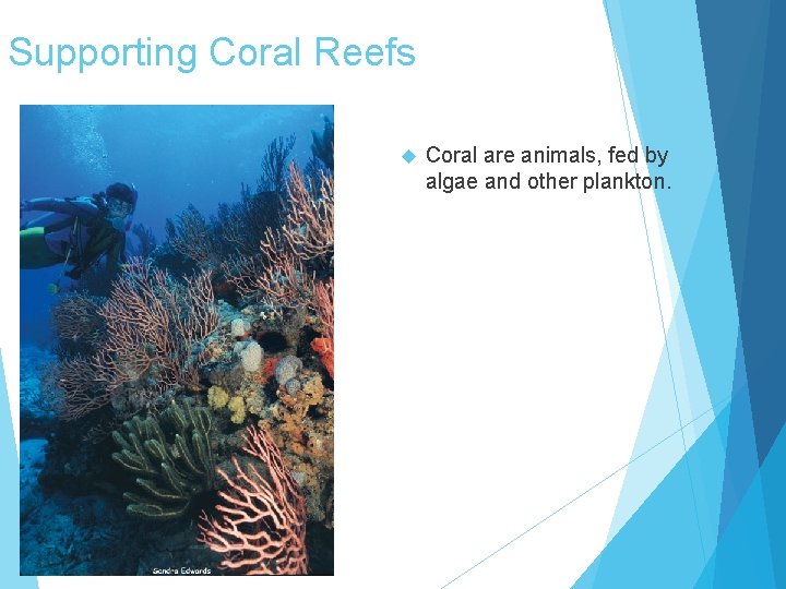 Supporting Coral Reefs Coral are animals, fed by algae and other plankton. 