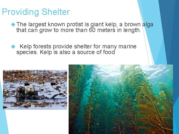 Providing Shelter The largest known protist is giant kelp, a brown alga that can