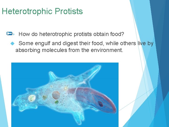 Heterotrophic Protists How do heterotrophic protists obtain food? Some engulf and digest their food,