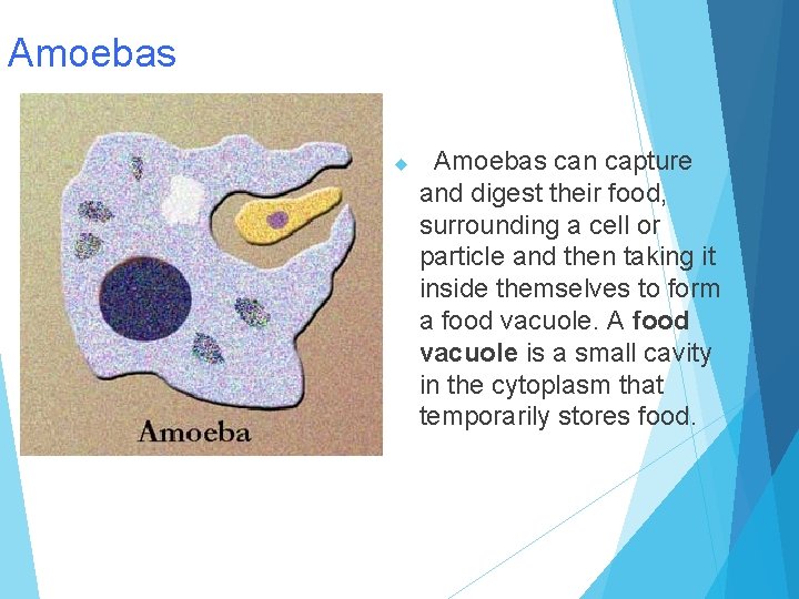 Amoebas can capture and digest their food, surrounding a cell or particle and then