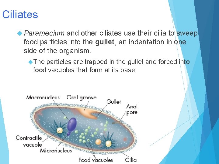 Ciliates Paramecium and other ciliates use their cilia to sweep food particles into the