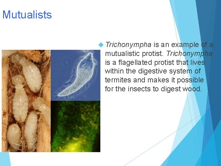 Mutualists Trichonympha is an example of a mutualistic protist. Trichonympha is a flagellated protist