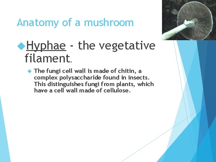 Anatomy of a mushroom Hyphae - the vegetative filament. The fungi cell wall is