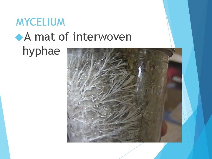 MYCELIUM A mat of interwoven hyphae 