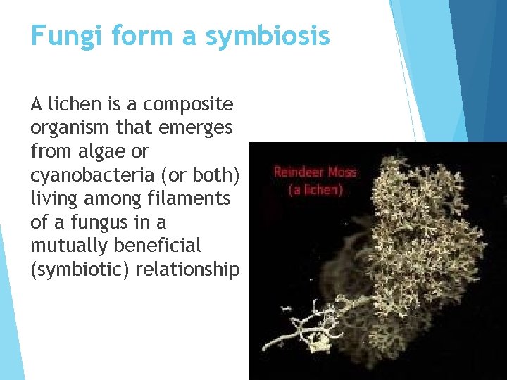 Fungi form a symbiosis A lichen is a composite organism that emerges from algae