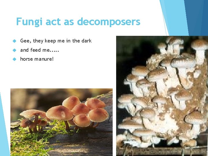 Fungi act as decomposers Gee, they keep me in the dark and feed me.