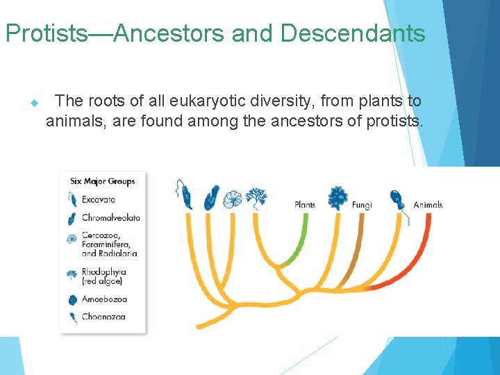 Protists—Ancestors and Descendants The roots of all eukaryotic diversity, from plants to animals, are