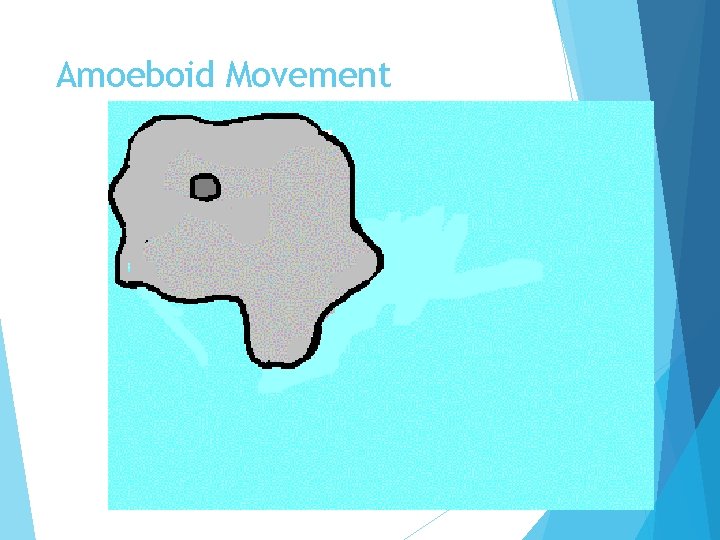 Amoeboid Movement 