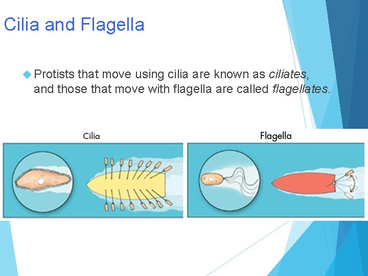 Cilia and Flagella Protists that move using cilia are known as ciliates, and those