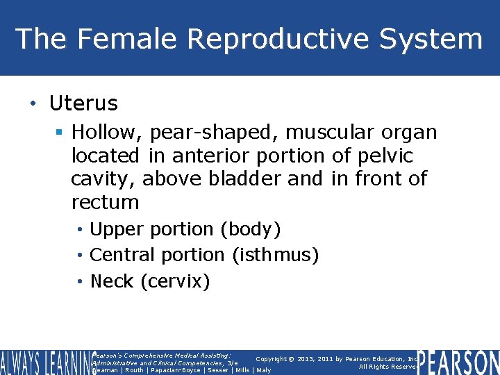 The Female Reproductive System • Uterus § Hollow, pear-shaped, muscular organ located in anterior The Female Reproductive System • Uterus § Hollow, pear-shaped, muscular organ located in anterior