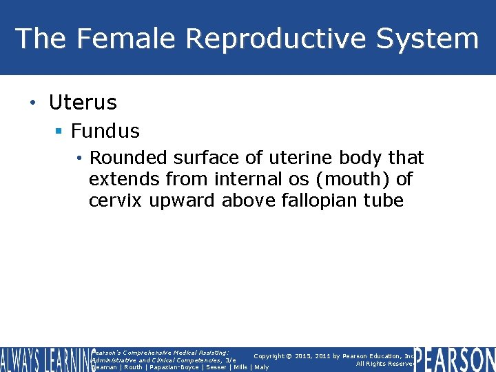 The Female Reproductive System • Uterus § Fundus • Rounded surface of uterine body The Female Reproductive System • Uterus § Fundus • Rounded surface of uterine body
