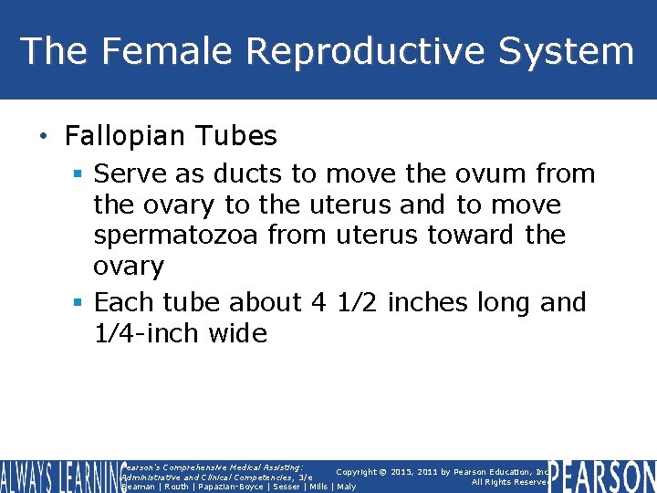 The Female Reproductive System • Fallopian Tubes § Serve as ducts to move the The Female Reproductive System • Fallopian Tubes § Serve as ducts to move the