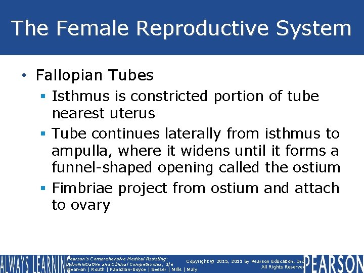 The Female Reproductive System • Fallopian Tubes § Isthmus is constricted portion of tube The Female Reproductive System • Fallopian Tubes § Isthmus is constricted portion of tube