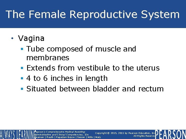 The Female Reproductive System • Vagina § Tube composed of muscle and membranes § The Female Reproductive System • Vagina § Tube composed of muscle and membranes §