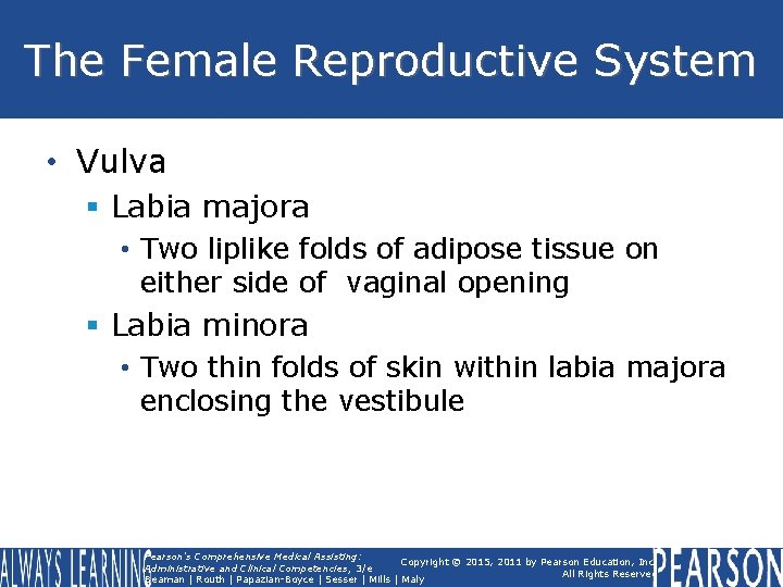 The Female Reproductive System • Vulva § Labia majora • Two liplike folds of The Female Reproductive System • Vulva § Labia majora • Two liplike folds of