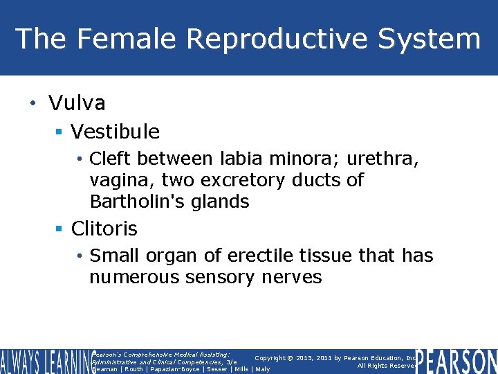 The Female Reproductive System • Vulva § Vestibule • Cleft between labia minora; urethra, The Female Reproductive System • Vulva § Vestibule • Cleft between labia minora; urethra,