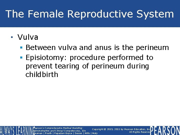 The Female Reproductive System • Vulva § Between vulva and anus is the perineum The Female Reproductive System • Vulva § Between vulva and anus is the perineum