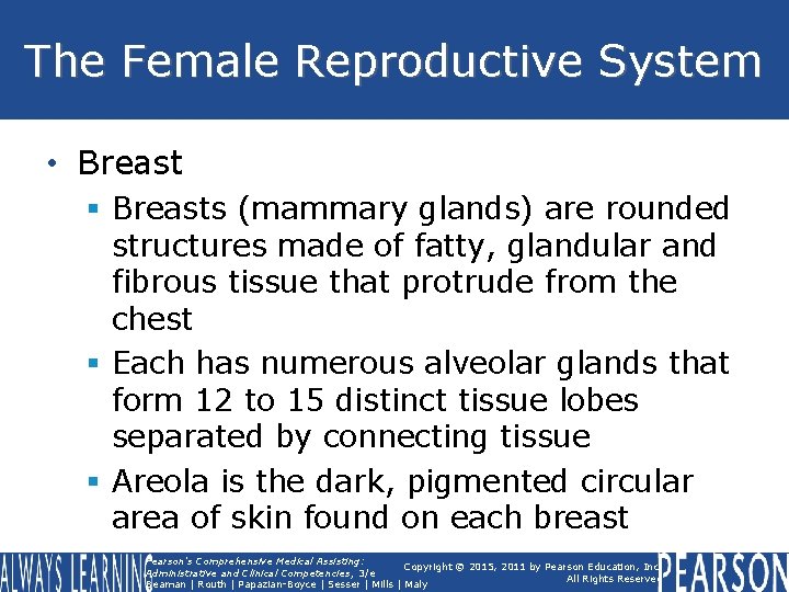 The Female Reproductive System • Breast § Breasts (mammary glands) are rounded structures made The Female Reproductive System • Breast § Breasts (mammary glands) are rounded structures made
