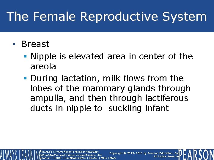 The Female Reproductive System • Breast § Nipple is elevated area in center of The Female Reproductive System • Breast § Nipple is elevated area in center of