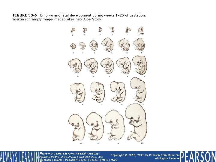 FIGURE 33 -6 Embryo and fetal development during weeks 1– 25 of gestation. martin FIGURE 33 -6 Embryo and fetal development during weeks 1– 25 of gestation. martin