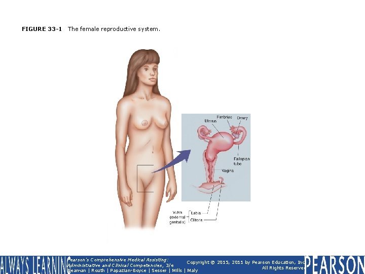 FIGURE 33 -1 The female reproductive system. Pearson's Comprehensive Medical Assisting: Copyright © 2015, FIGURE 33 -1 The female reproductive system. Pearson's Comprehensive Medical Assisting: Copyright © 2015,
