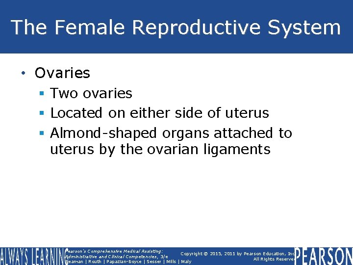 The Female Reproductive System • Ovaries § Two ovaries § Located on either side The Female Reproductive System • Ovaries § Two ovaries § Located on either side