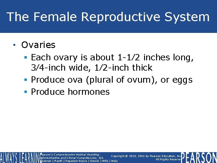 The Female Reproductive System • Ovaries § Each ovary is about 1 -1⁄2 inches The Female Reproductive System • Ovaries § Each ovary is about 1 -1⁄2 inches