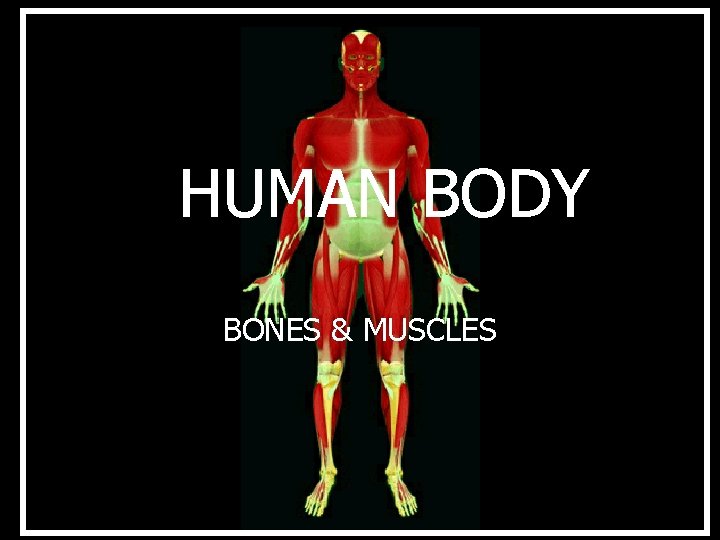 HUMAN BODY BONES & MUSCLES 