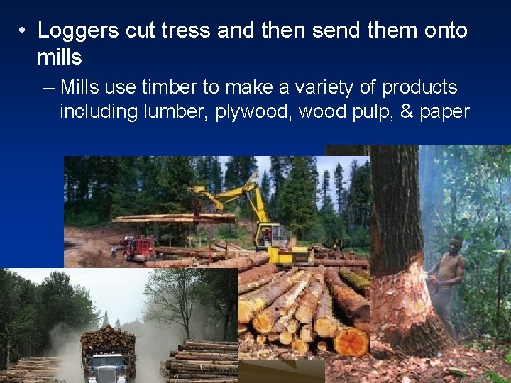  • Loggers cut tress and then send them onto mills – Mills use