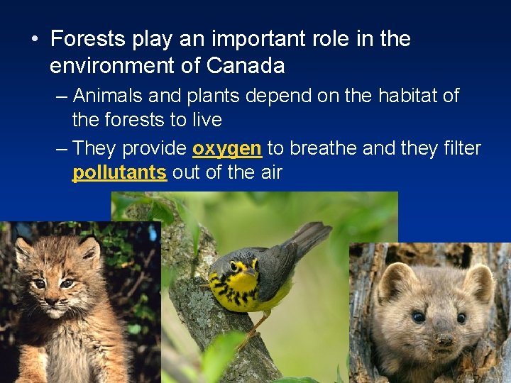  • Forests play an important role in the environment of Canada – Animals