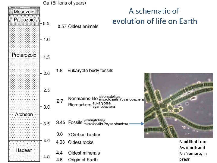 A schematic of evolution of life on Earth Modified from Awramik and Mc. Namara,