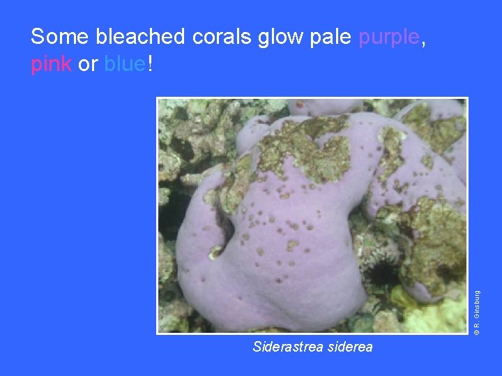 © R. Ginsburg Some bleached corals glow pale purple, pink or blue! Siderastrea siderea