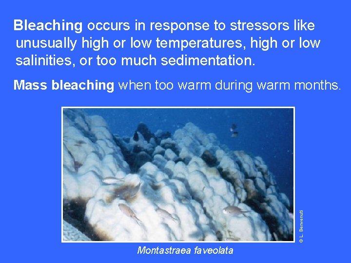 Bleaching occurs in response to stressors like unusually high or low temperatures, high or