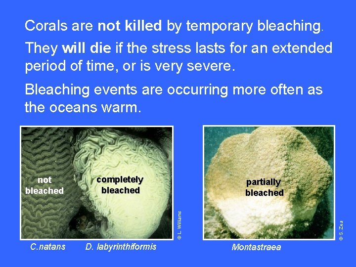 Corals are not killed by temporary bleaching. They will die if the stress lasts